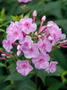 Phlox Uptown Girl