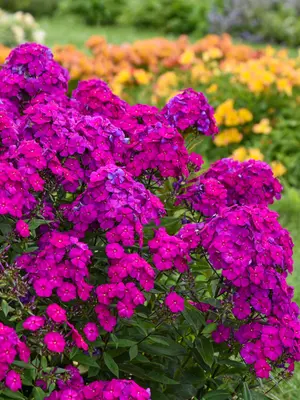 Link to Phlox Ultraviolet