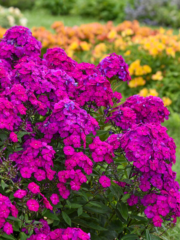 Phlox Ultraviolet