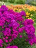 Phlox Ultraviolet