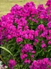 Phlox Ultraviolet