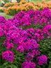 Phlox Ultraviolet