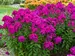 Phlox Ultraviolet