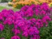 Phlox Ultraviolet