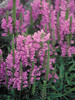 Physostegia Vivid