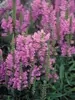 Physostegia Vivid
