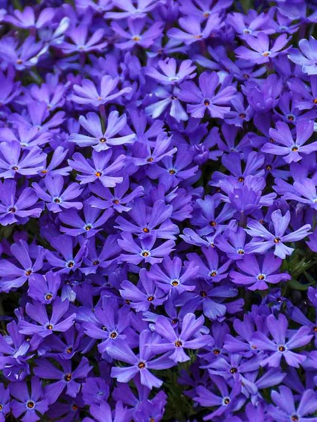 Phlox Violet Pinwheels | Bluestone Perennials