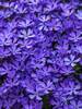 Phlox Violet Pinwheels