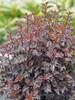 Physocarpus Summer Wine Black