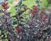 Physocarpus Summer Wine Black