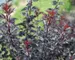 Physocarpus Summer Wine Black