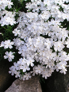 Phlox