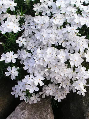 Link to Phlox White