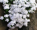 Phlox White