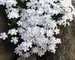 Phlox White