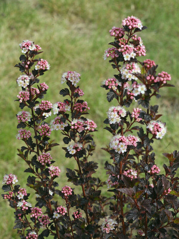 Physocarpus Tiny Wine