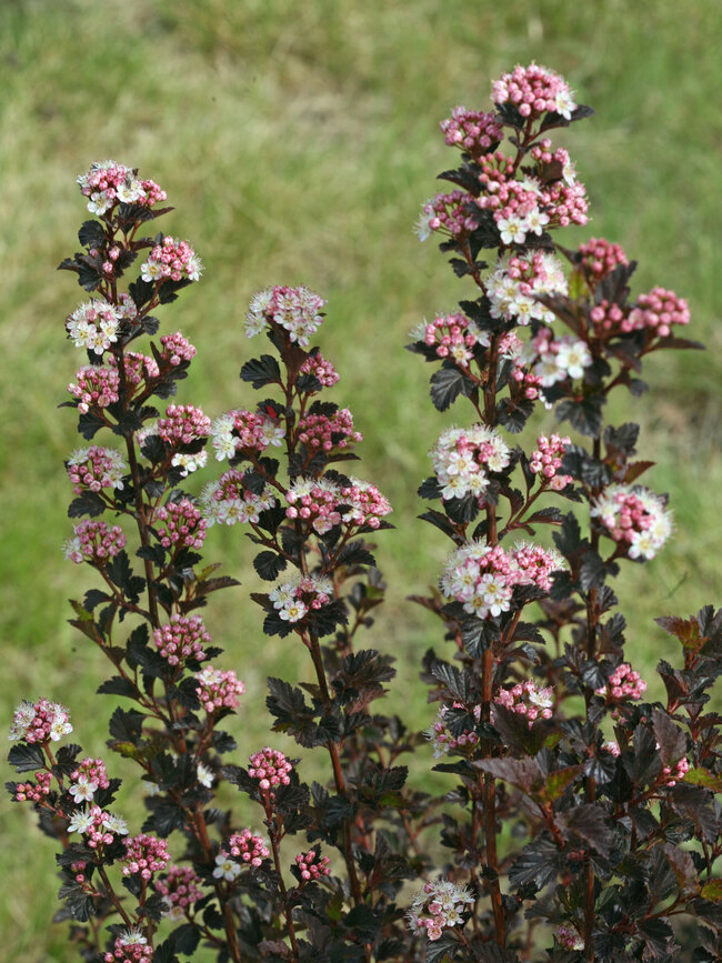 Physocarpus Tiny Wine | Bluestone Perennials