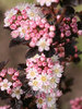 Physocarpus Tiny Wine