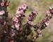 Physocarpus Tiny Wine