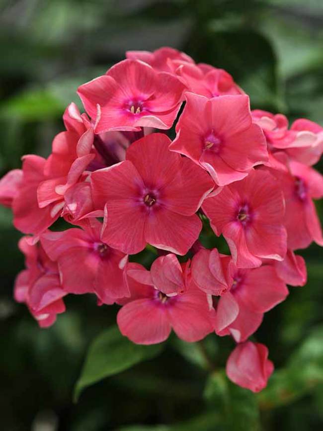 Phlox Watermelon Punch