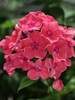 Phlox Watermelon Punch