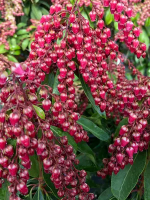 Link to Pieris Interstella&#153;