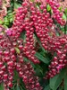Pieris Interstella