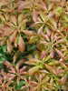 Pieris Interstella