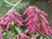 Pieris Interstella