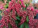 Pieris Interstella