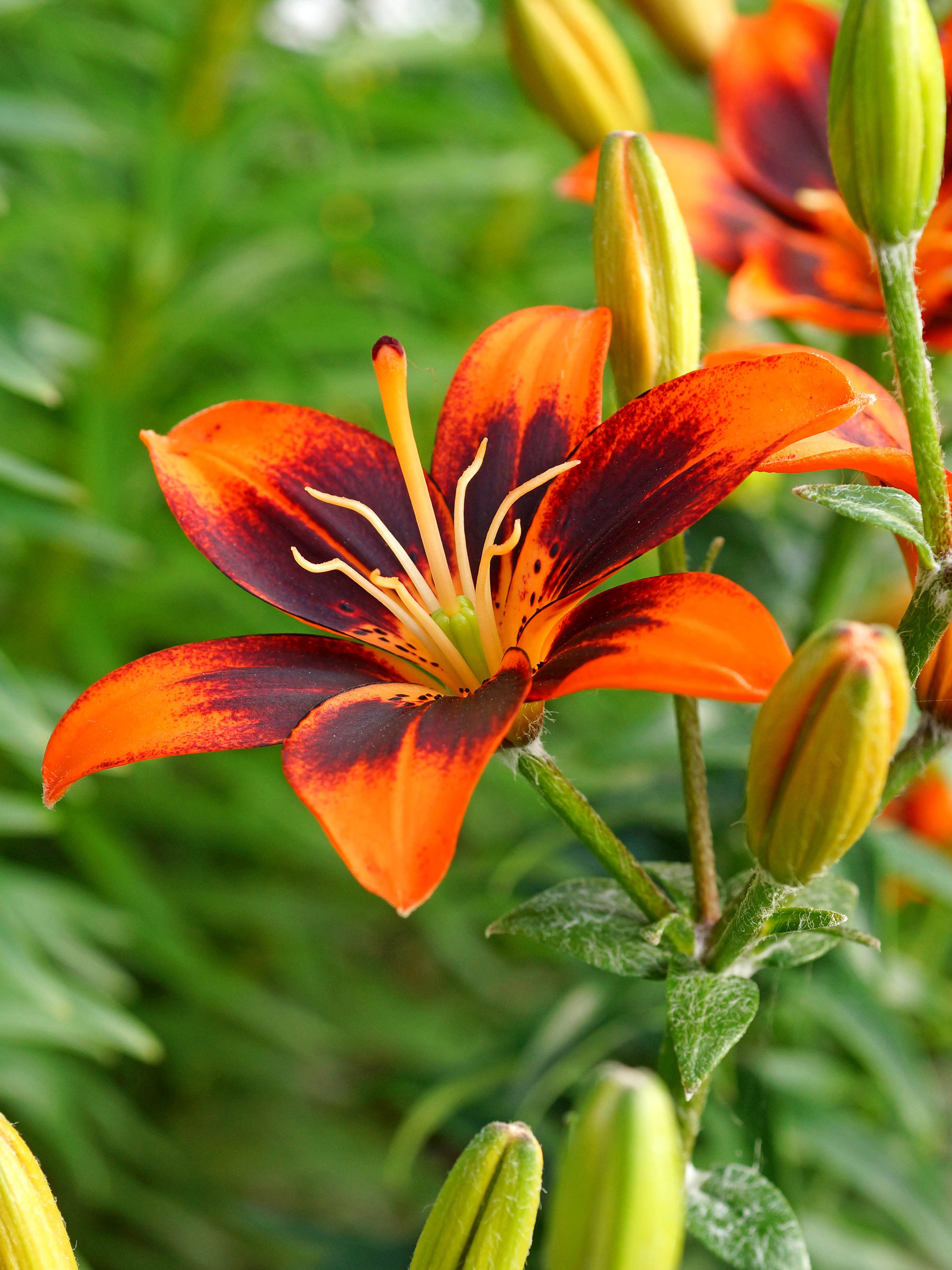 lily Asiatic Lily Mixture Super Sak | Breck's