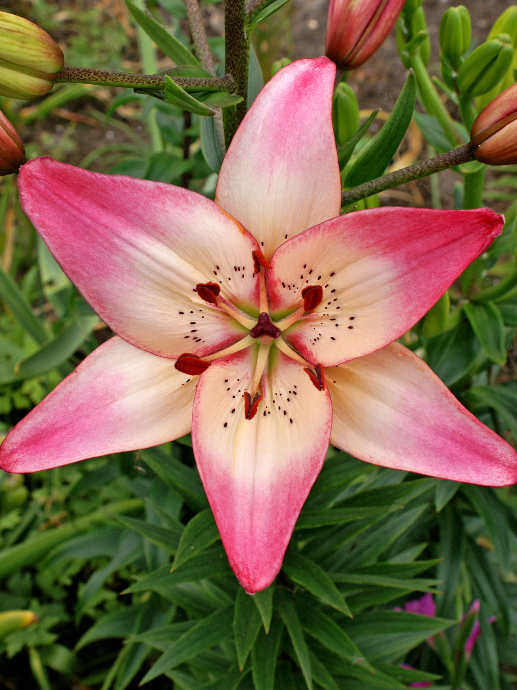 Lily Rosella's Dream - Pot | Bluestone Perennials