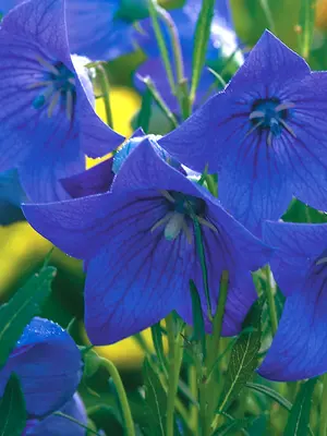 Link to Platycodon Mariesii