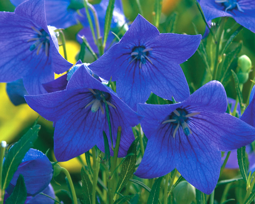 Platycodon Mariesii Bluestone Perennials