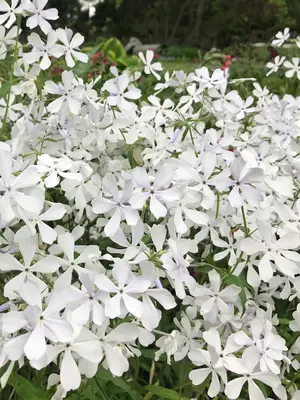 Link to Phlox May Breeze