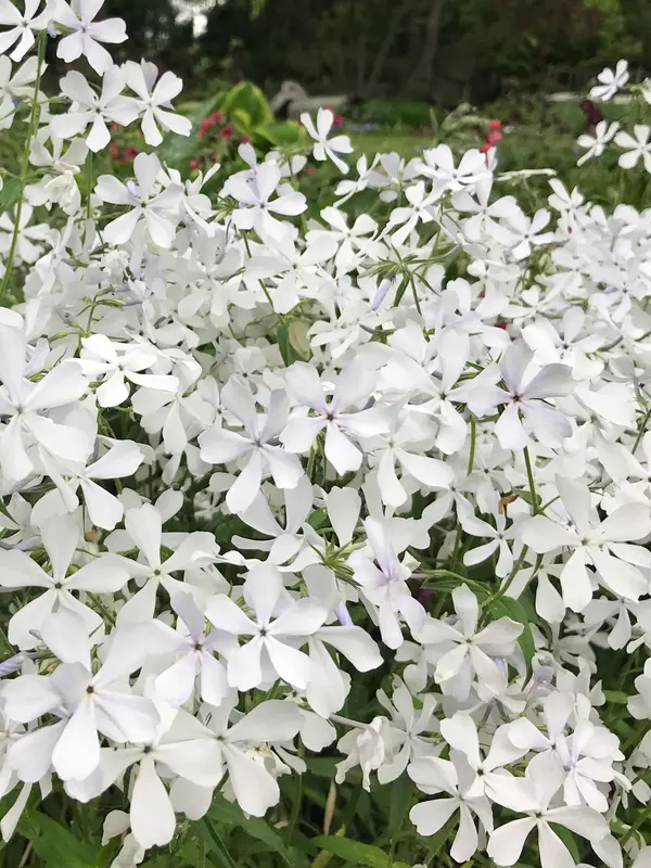 Phlox May Breeze