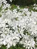 Phlox May Breeze