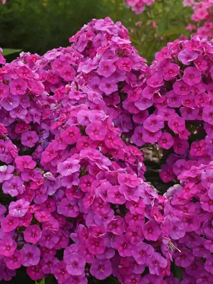 Link to Phlox Material Girl