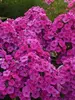 Phlox Material Girl
