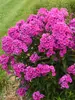 Phlox Material Girl