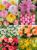 Pollinator Magnets Annual Collection
