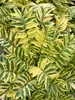 Polemonium Golden Feathers
