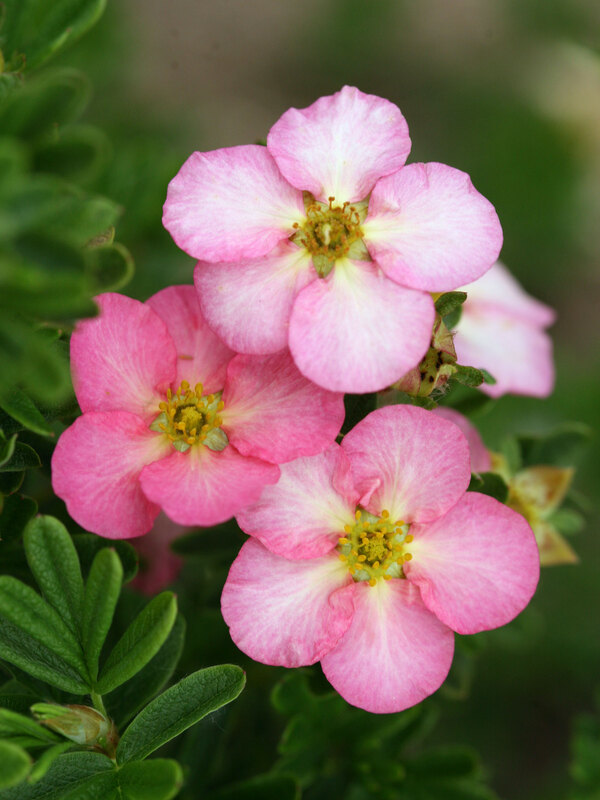 Potentilla Happy Face Hearts