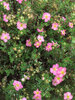 Potentilla Happy Face Hearts