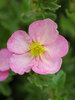 Potentilla Happy Face Hearts