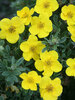 Potentilla Happy Face