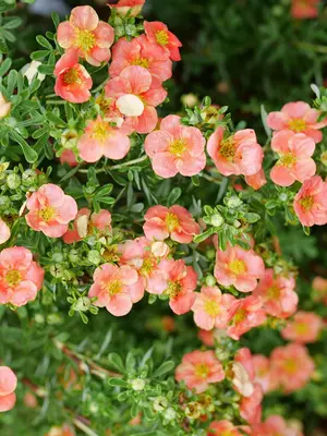 Link to Potentilla Happy Face&reg; Orange	