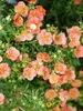 Potentilla Happy Face Orange	