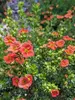 Potentilla Happy Face Orange	