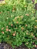 Potentilla Happy Face Orange	